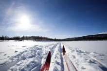 Vinteraktivitet och skidåkning Vinterbild med närbild av framdelen av skidor som åker i skidspår