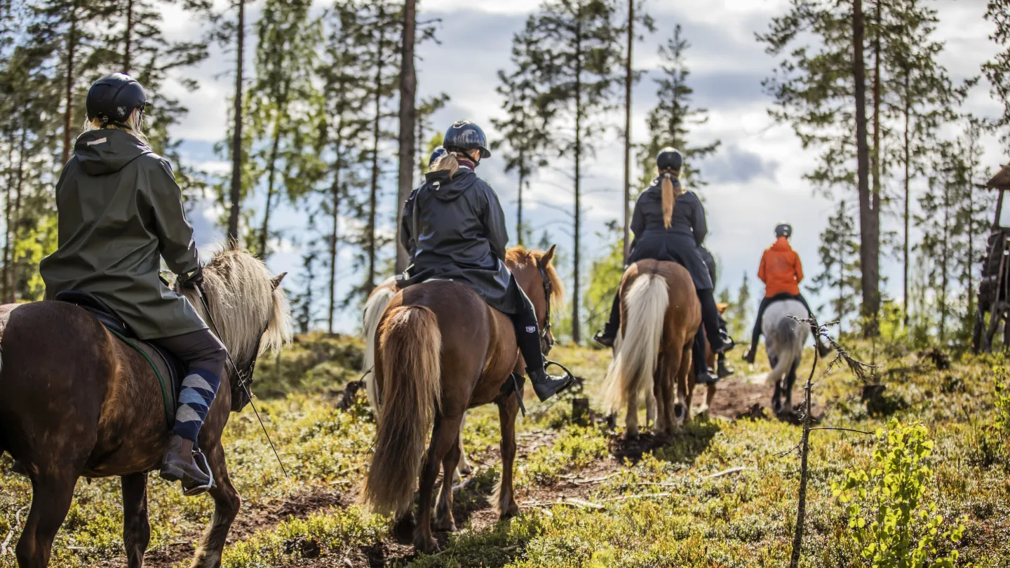 Färgbild - en grupp ryttare på islandshästar ute på tur i naturen.