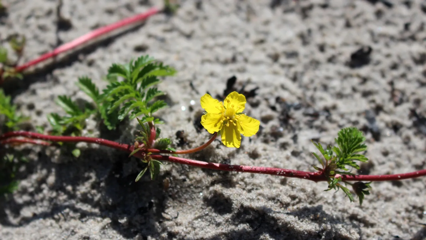 Gul blomma på havsstrand.