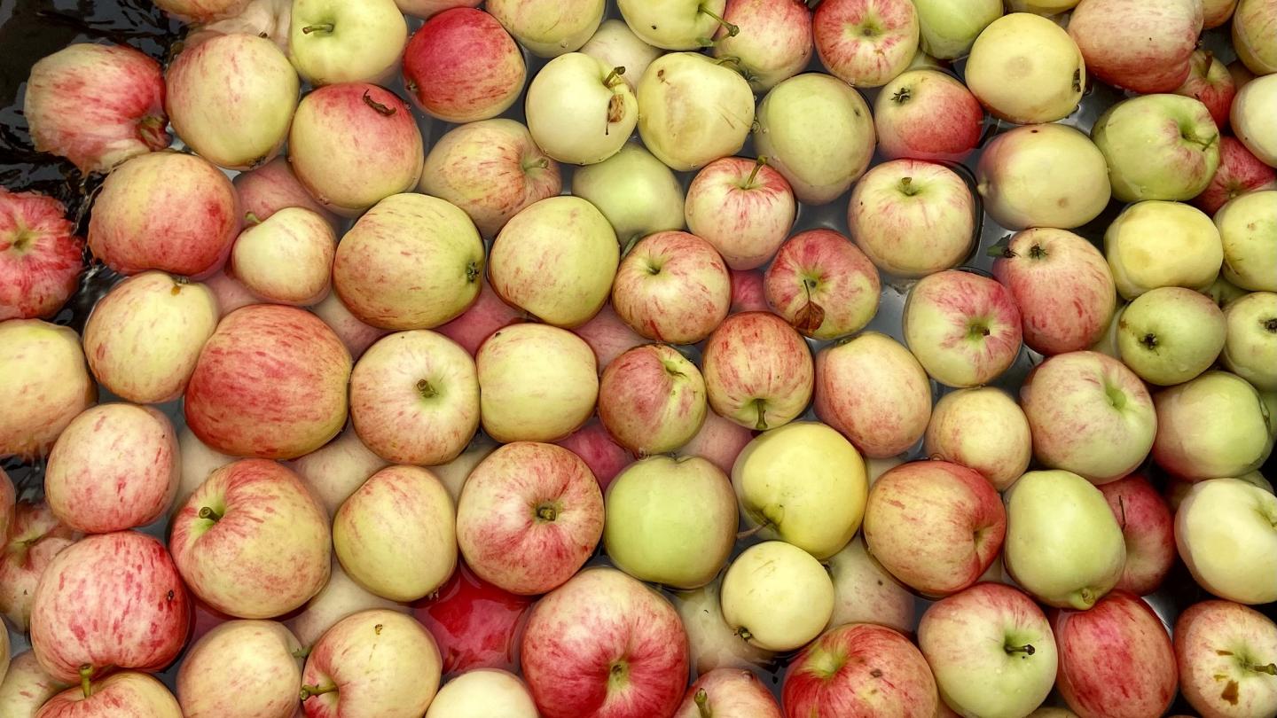 Äpplen i närbild - röda/gula/gröna äpplen i vattenbad