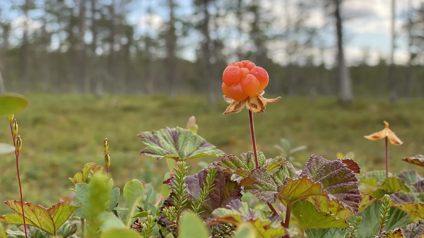 Färgbild - närbild av ett hjortronbär i omgivande natur och skog.