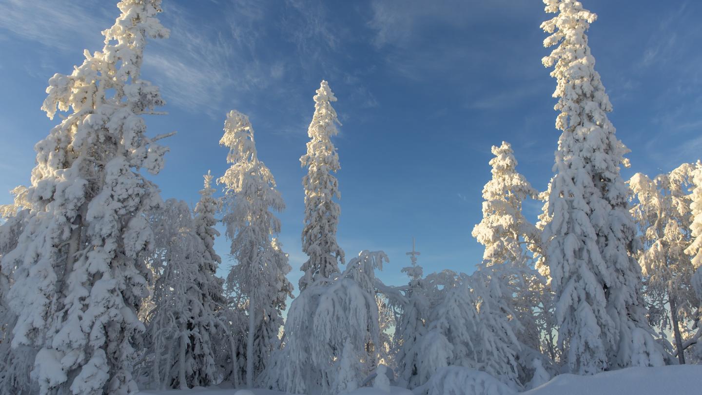 Färgbild - snöbeklädda träd i vinterlandskap med blå himmel