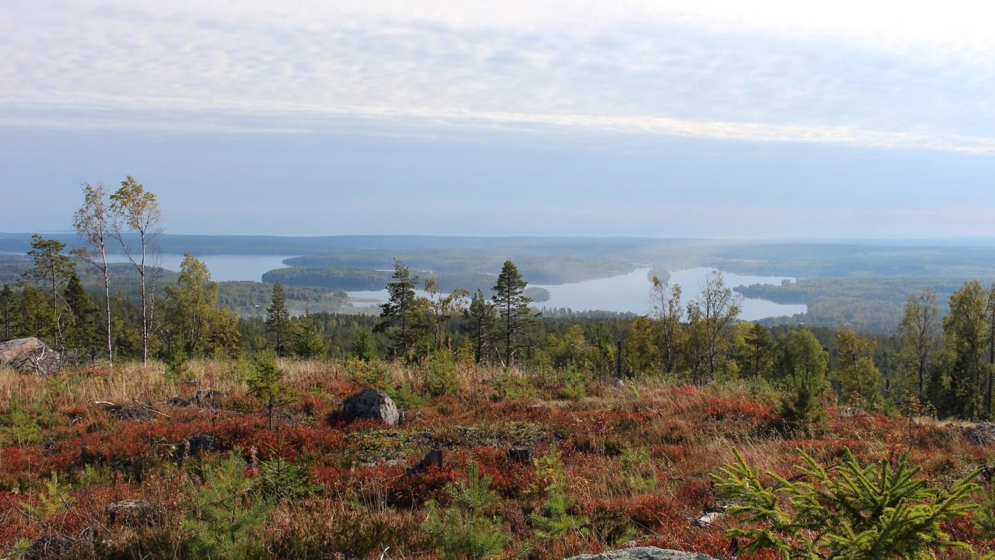 Utsikt från bergstopp med skog och hav i horisonten.