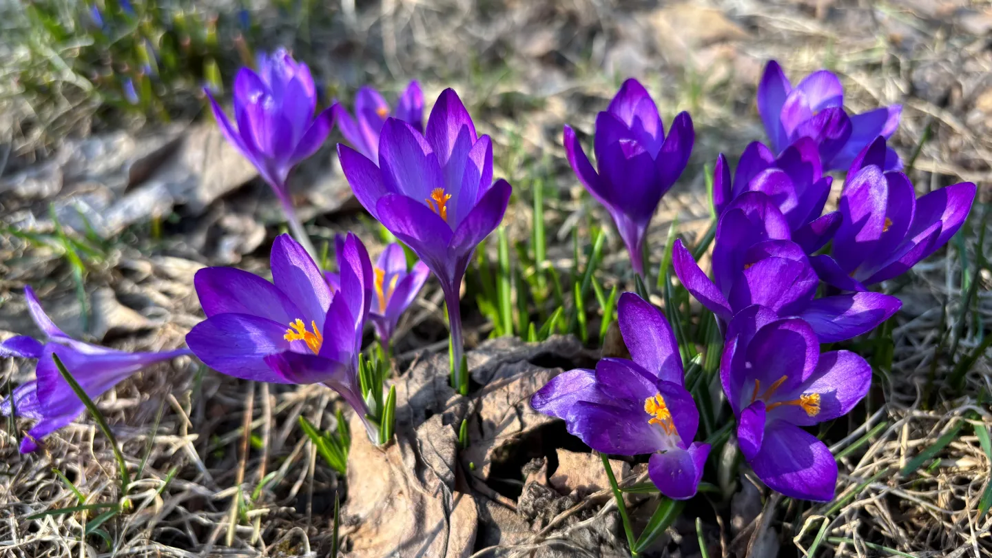 Färgbild - blå krokusblommor i klunga