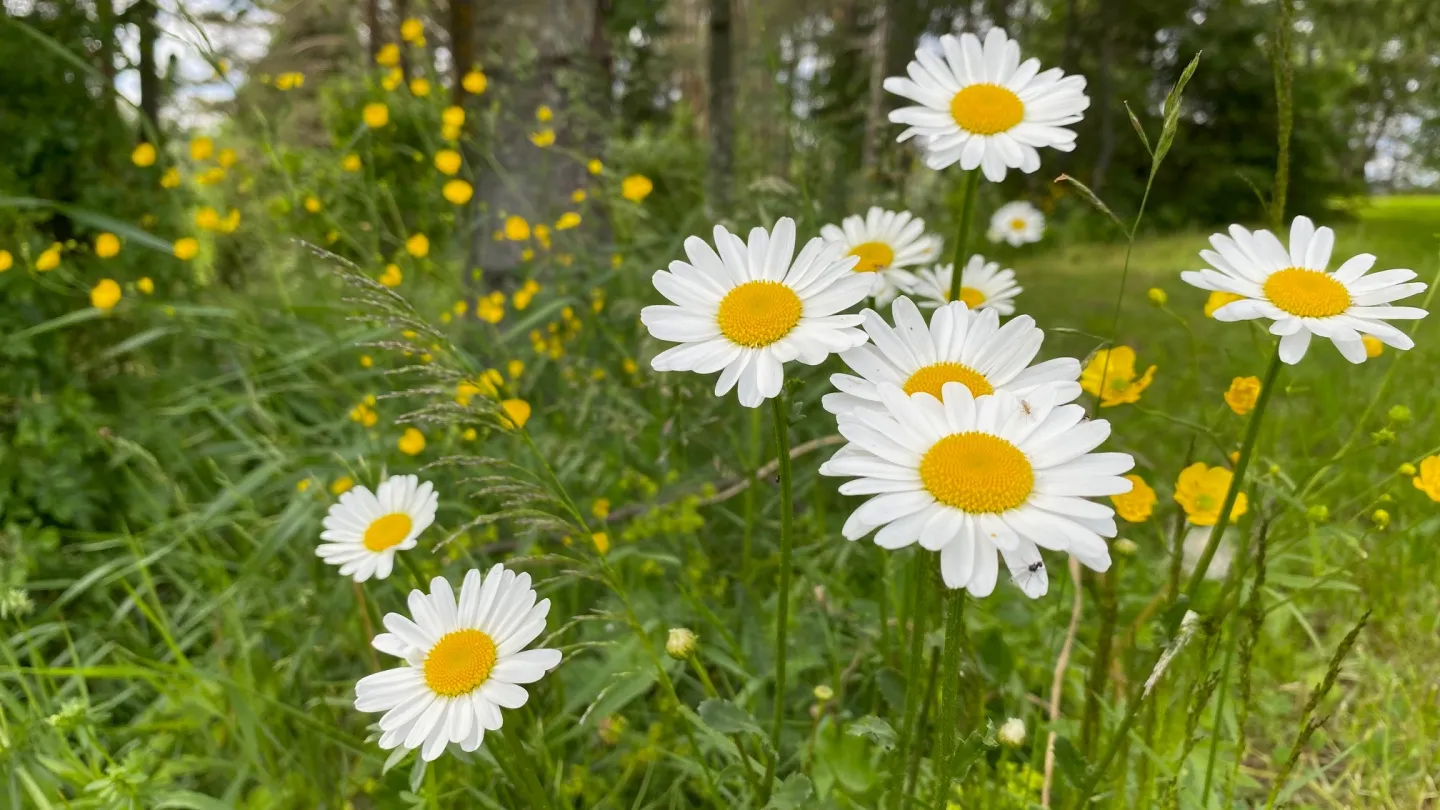 Färgbild - närbild på grönska och blomster i naturen.