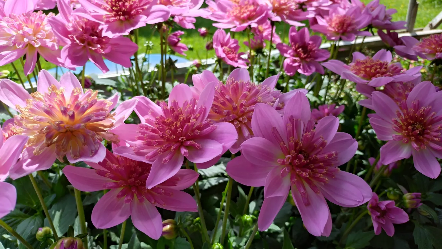 Färgbild - närbild på rosa blommor