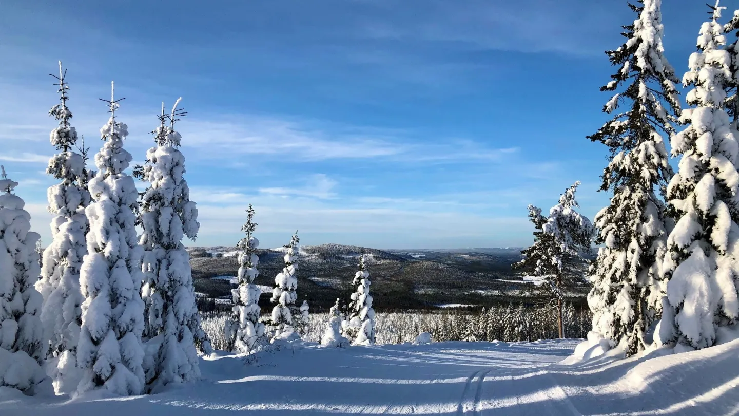 Färgbild - skog och väg i vinterskrud. Blå himmel.