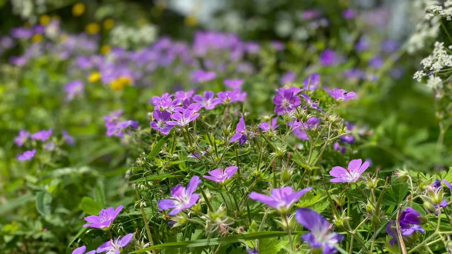 Färgbild - närbild av sommarblommor, midsommarblomster, prästkragar, smörblomma, hundkex m.m.