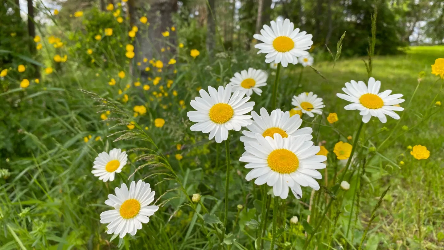 Colour picture - close up of summerflowers.