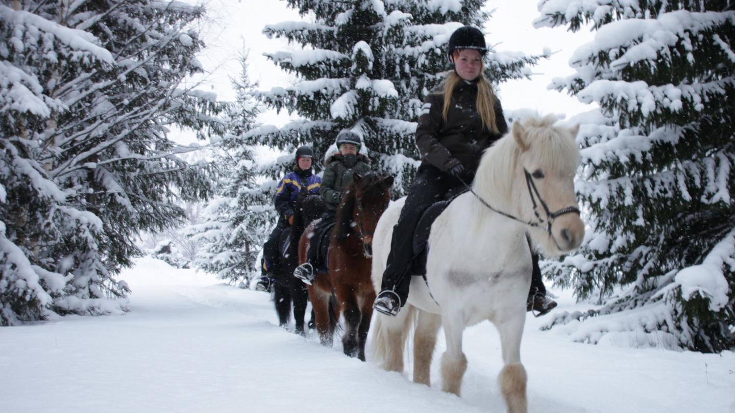 Ryttare med häst på tur i vinterlandskapet